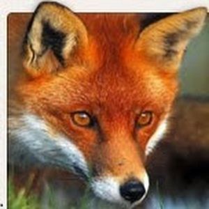 Meet your Posher, Sylvia